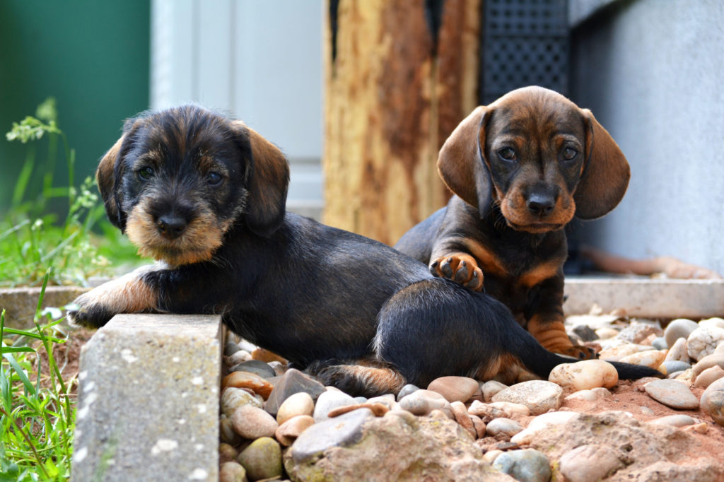 cuccioli di bassotto