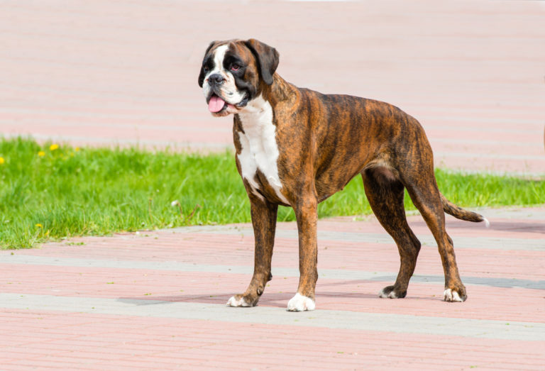 boxer tedesco