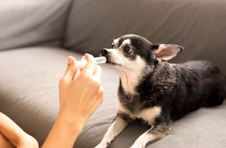 Signora che cura un cane