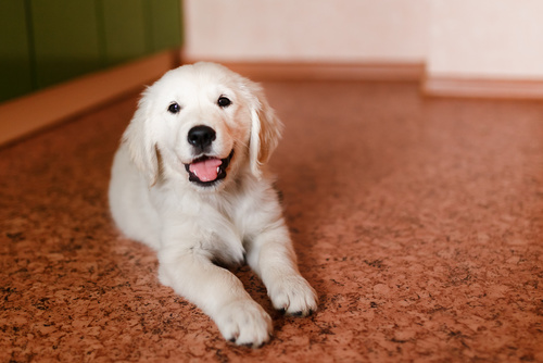 cucciolo in appartamento