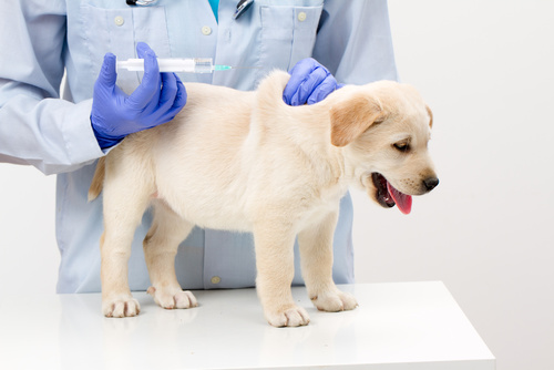Vaccinare il cane: ecco cosa c'è da sapere - zooplus Magazine