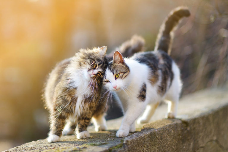 la convivenza tra gatti