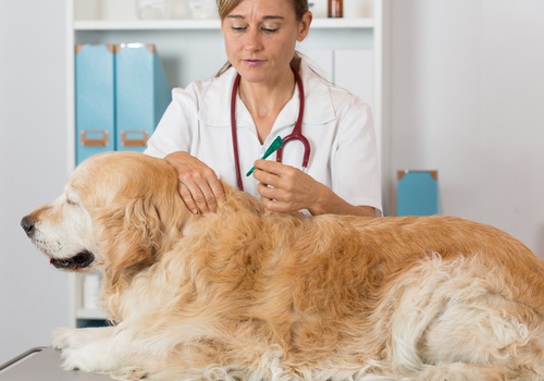clinica veterinaria