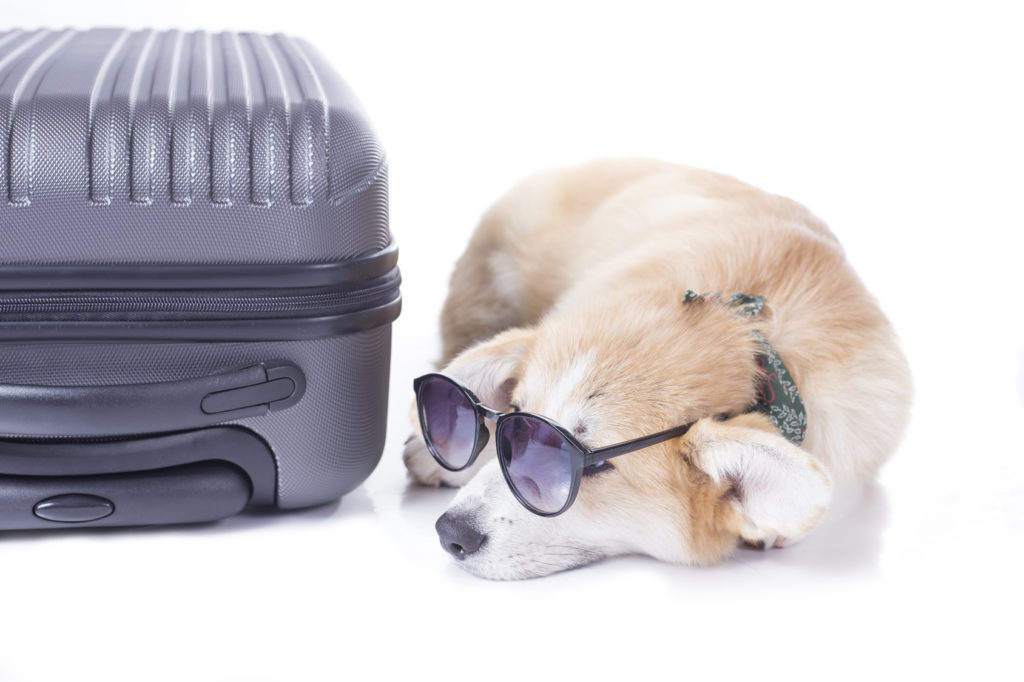 viaggiare con il cane in auto o in aereo viaggiare con il cane in auto o in aereo