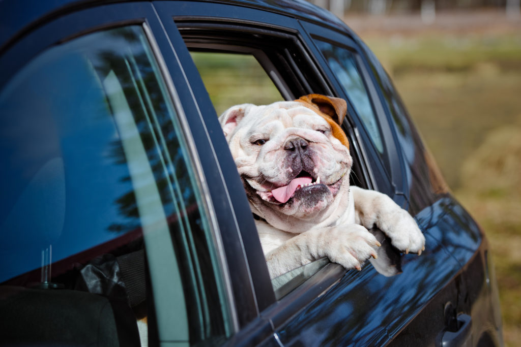Viaggiare con il cane Viaggiare con il cane