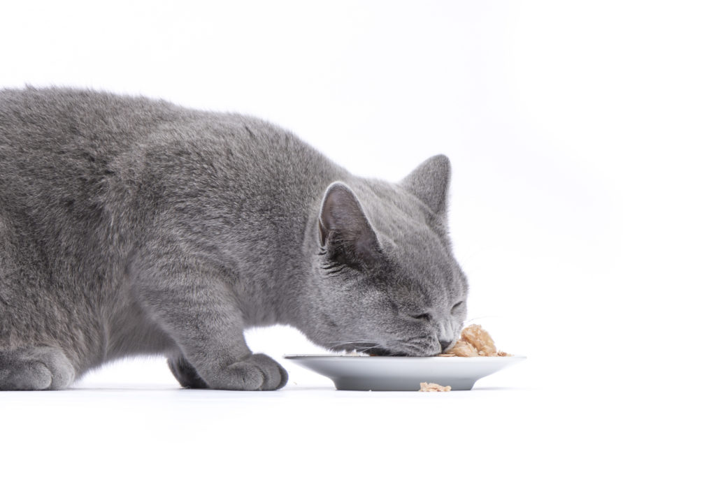 gatto diabetico che mangia