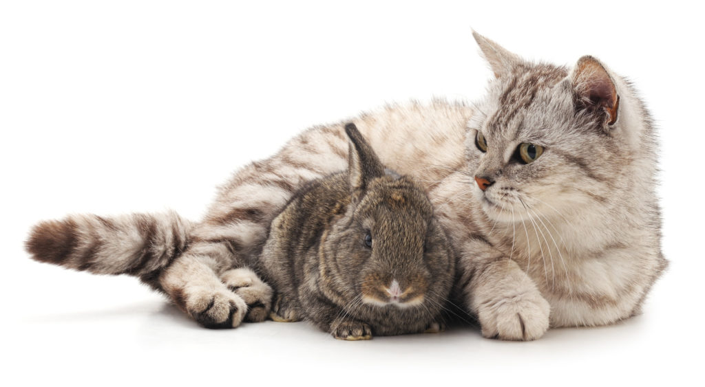 gatto e coniglio