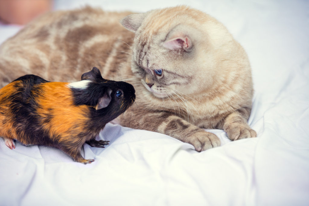 gatto e porcellino d’india gatto e porcellino d'india
