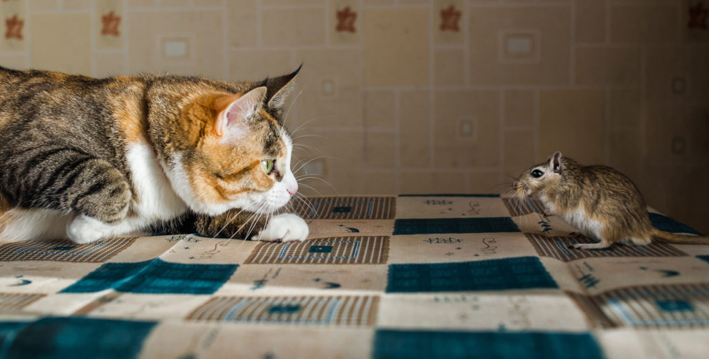gatto e gerbillo gatto e gerbillo