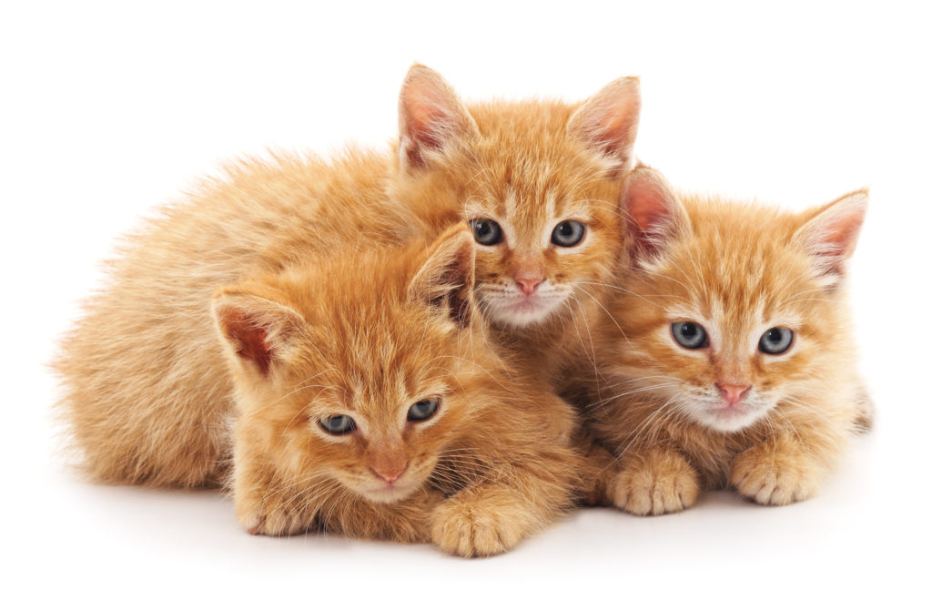 Convivenza tra gatti cuccioli di gatto red tabby