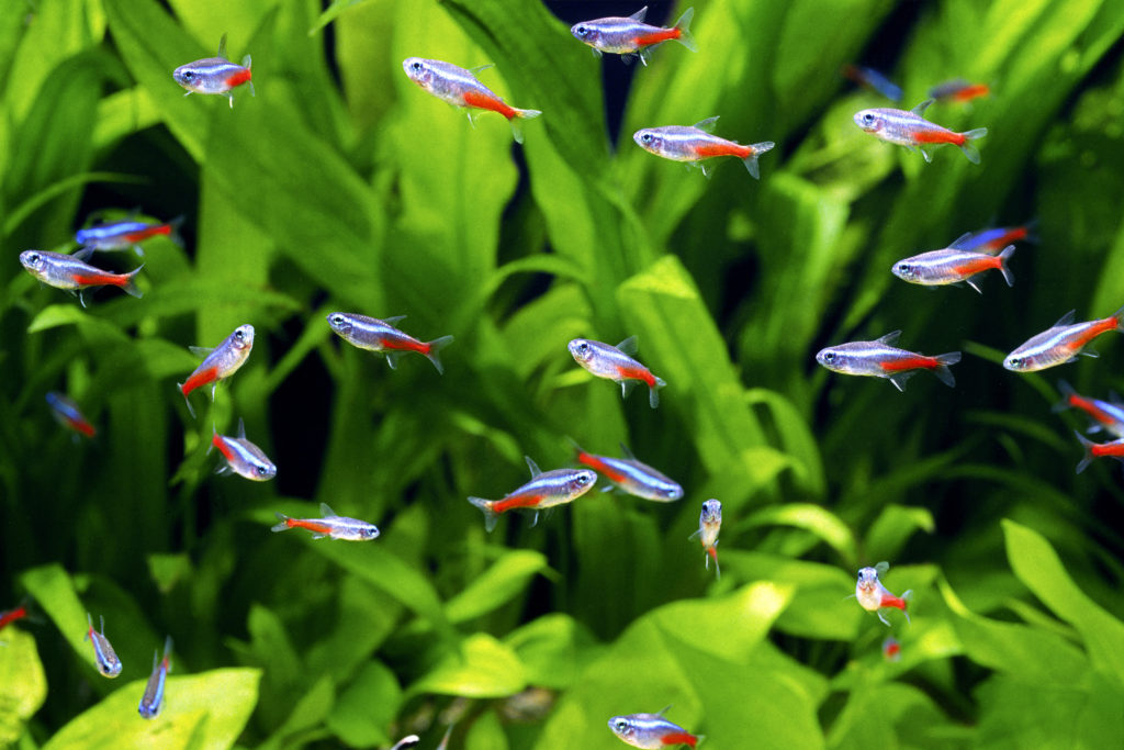 pesce neon pesci neon in acquario