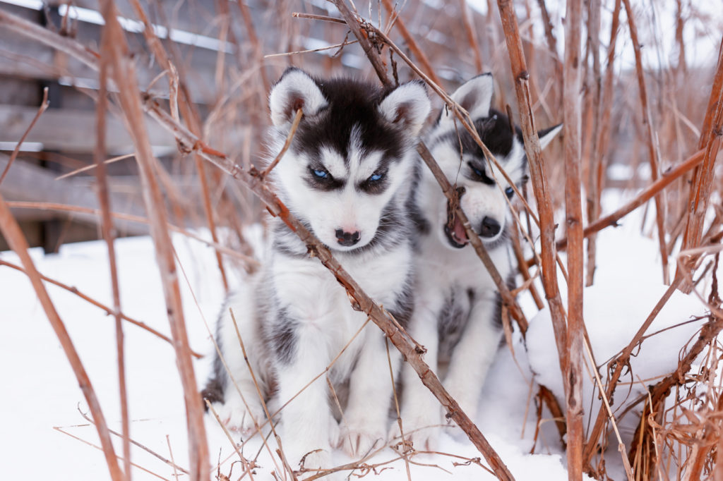 cuccioli di siberian husky