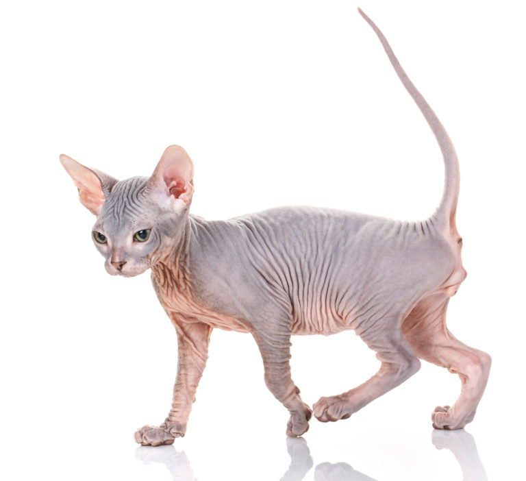 sphynx