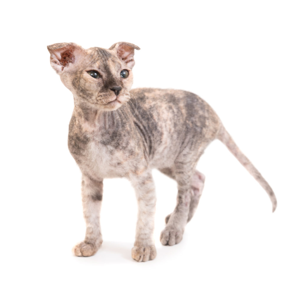 cucciolo di sphynx