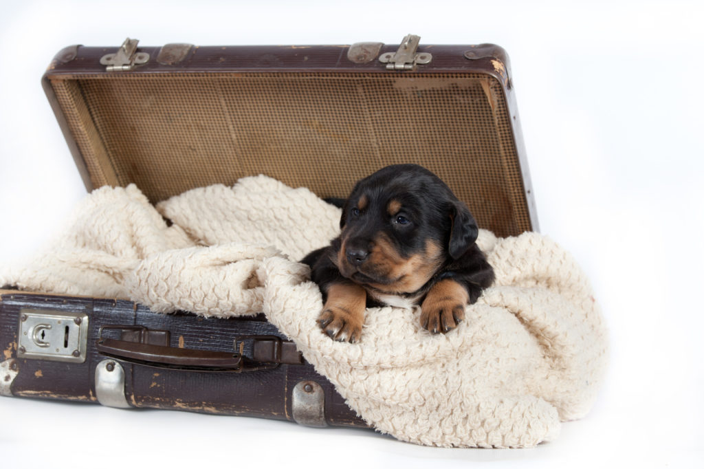 adottare un cuciolo da un paese estero cane con una copertina