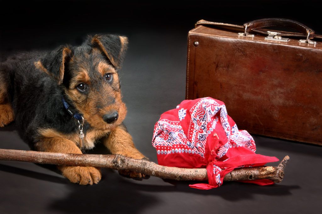adottare un cucciolo dall’estero cane con un sacchetto