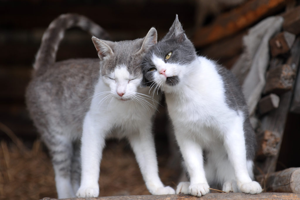 convivenza tra gatti convivenza tra gatti
