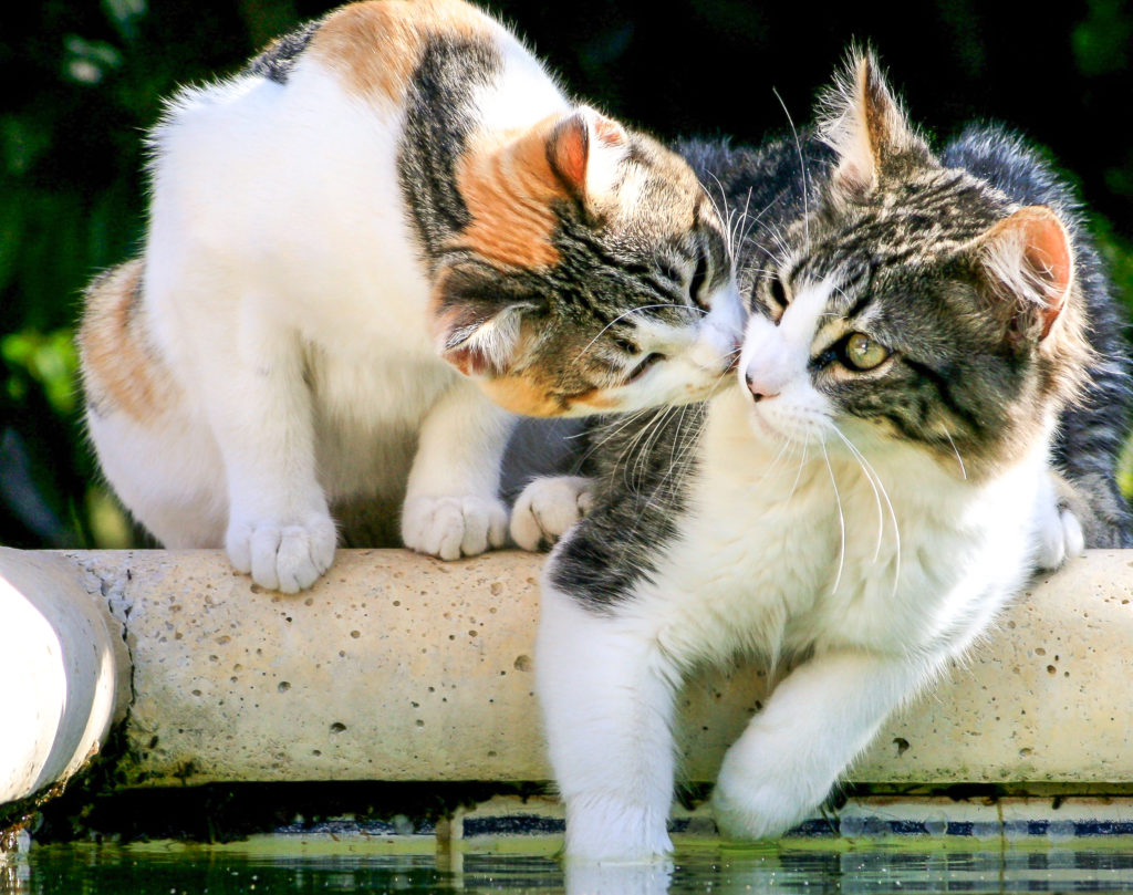 Risultato immagini per foto di gatti