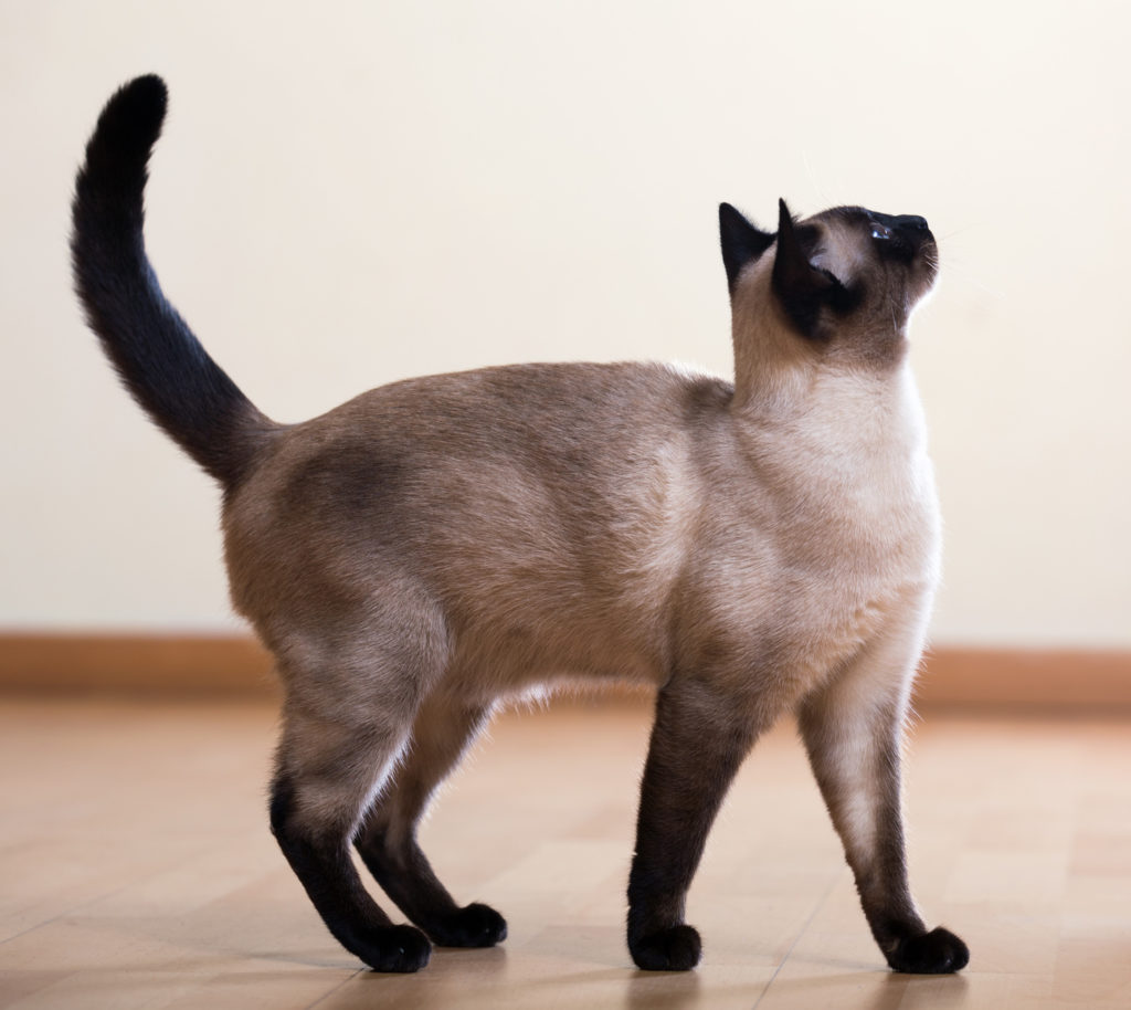 Imparare a comprendere la lingua dei gatti Imparare a comprendere la lingua dei gatti