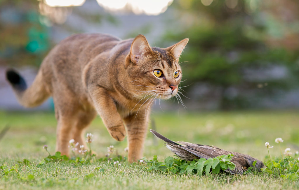 Imparare a comprendere la lingua dei gatti Imparare a comprendere la lingua dei gatti
