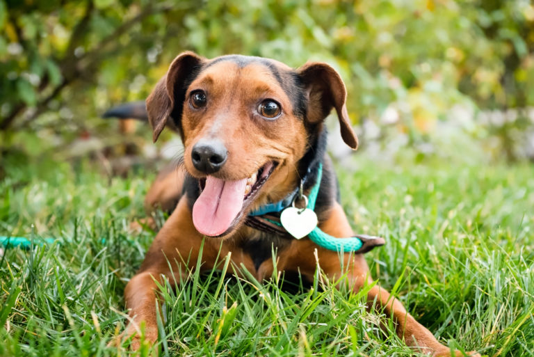 I segnali che dimostrano che il cane è felice