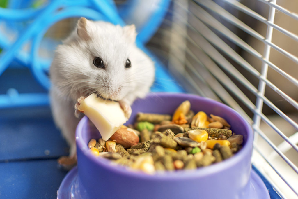 l’alimentazione del criceto l'alimentazione del criceto