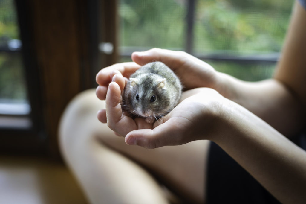 Criceti Gialli Sulla Segatura - Fotografie stock e altre immagini