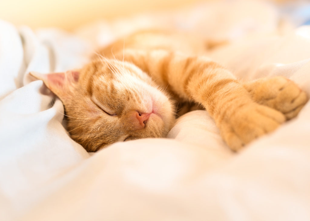I 10 segnali che dimostrano che il mio gatto mi vuole bene