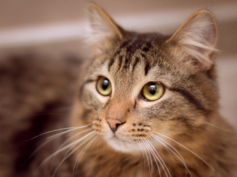 Imparare a comprendere la lingua dei gatti Imparare a comprendere la lingua dei gatti