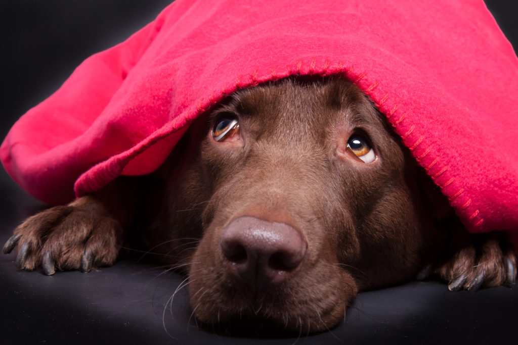 Labrador versteckt sich ängstlich unter einer Decke