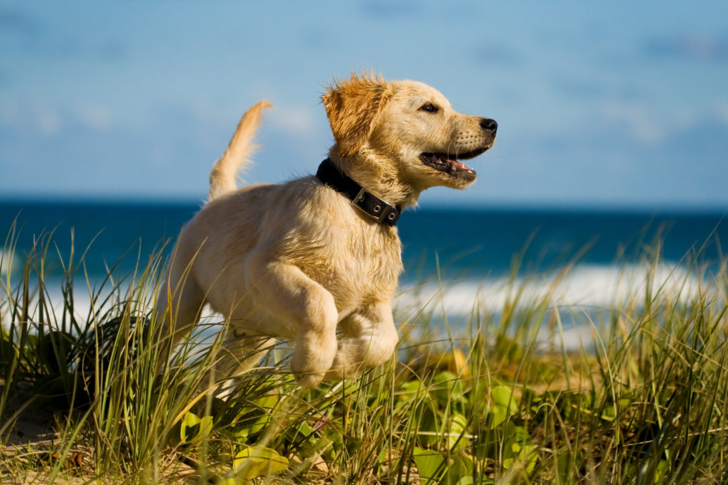 I segnali che dimostrano che il cane è felice