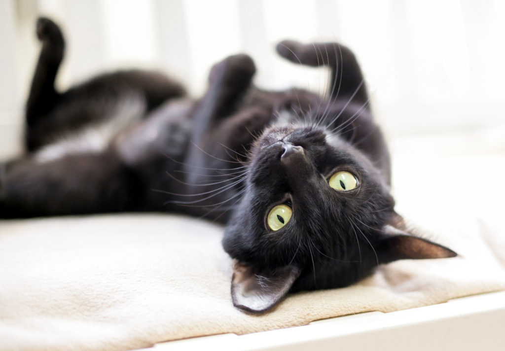 Imparare a comprendere la lingua dei gatti Imparare a comprendere la lingua dei gatti