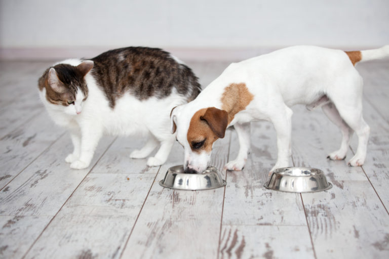 Il Gatto Può Mangiare Il Cibo Per Cani Zooplus Magazine