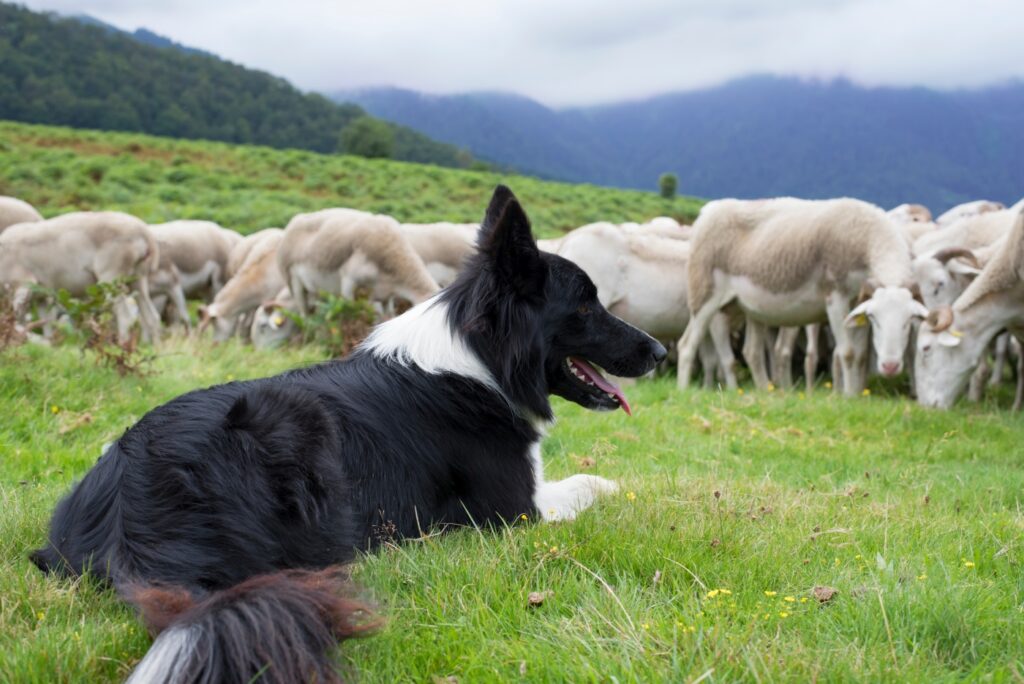 border collie controlla gregge pecore