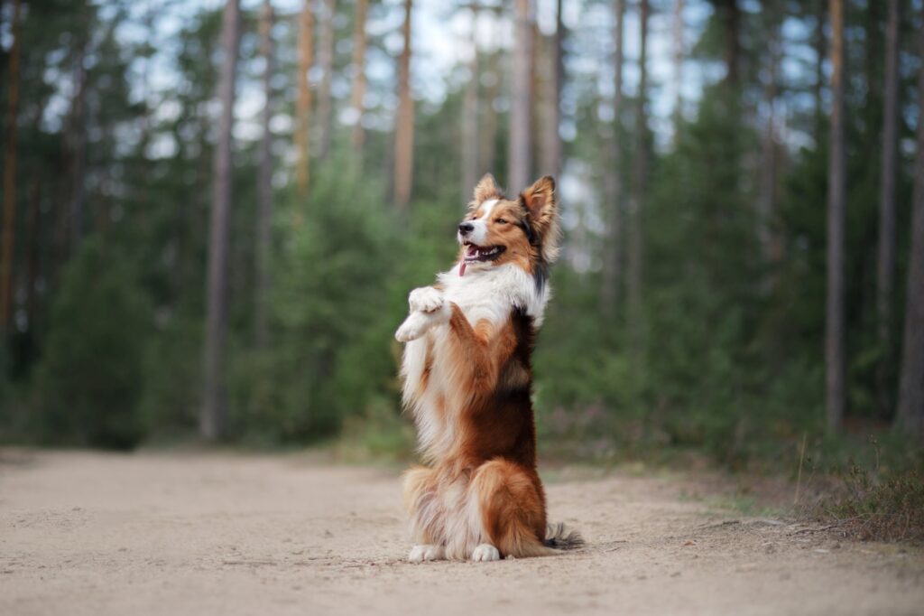 educazione border collie