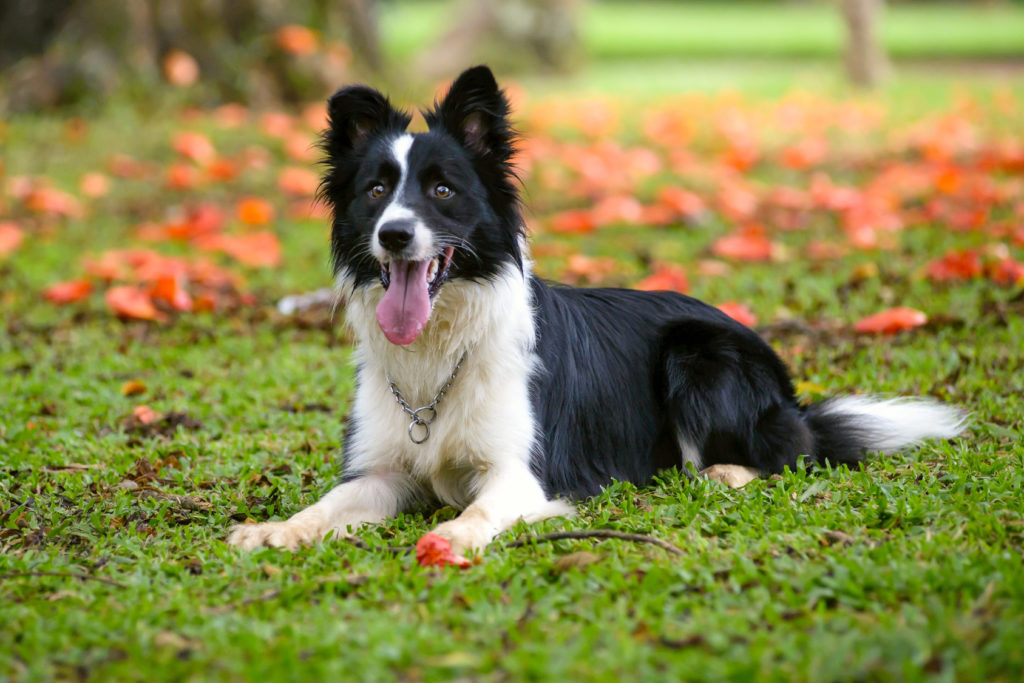 border collie adulto