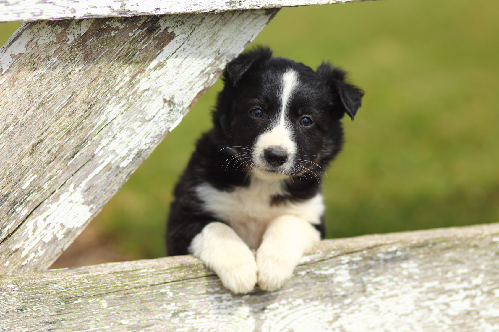 Border Collie: aspetto, carattere, alimentazione - magazine zooplus