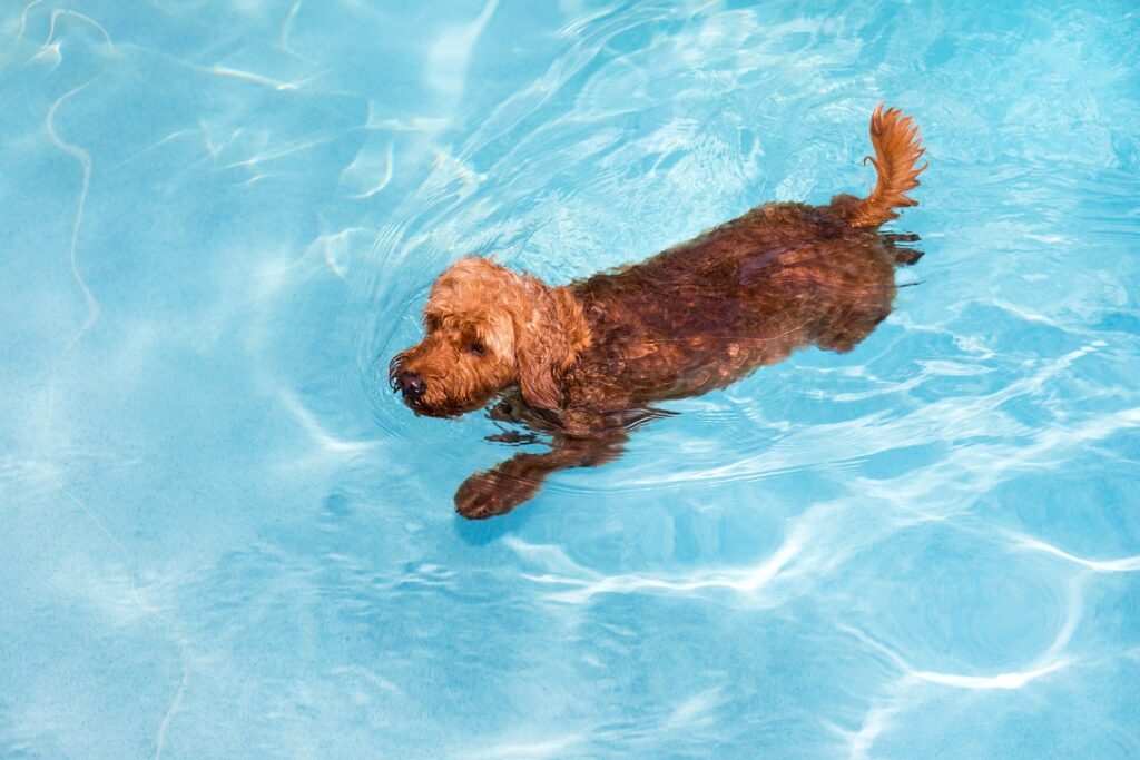 Goldendoodle swimming in pool