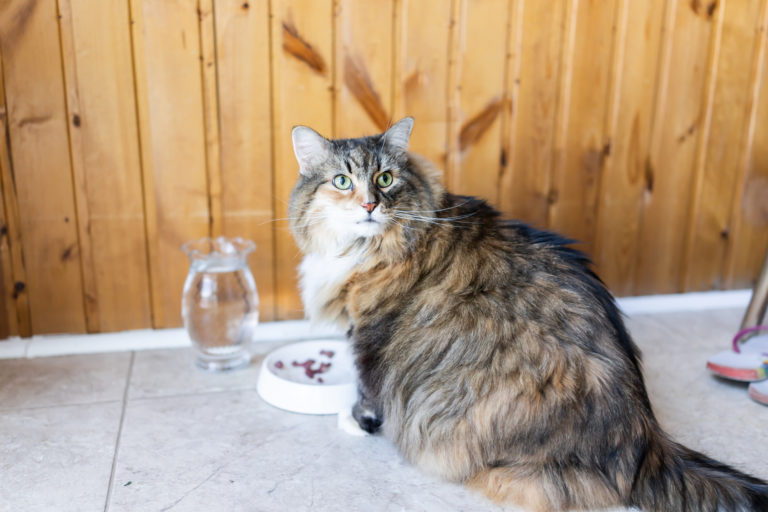 L’alimentazione del Maine Coon