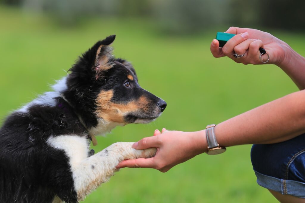 cucciolo di border collie