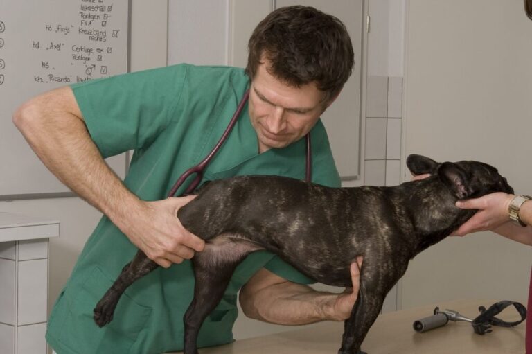 Tierarzt displasia anca cane