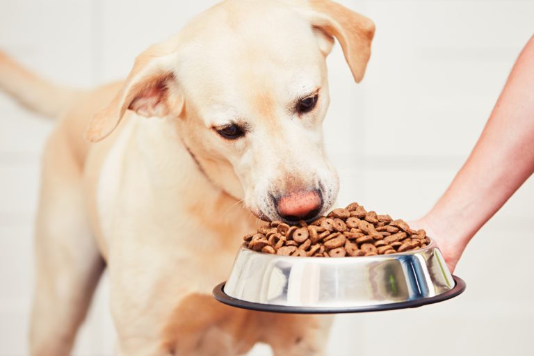 Alimentare un cane diabetico