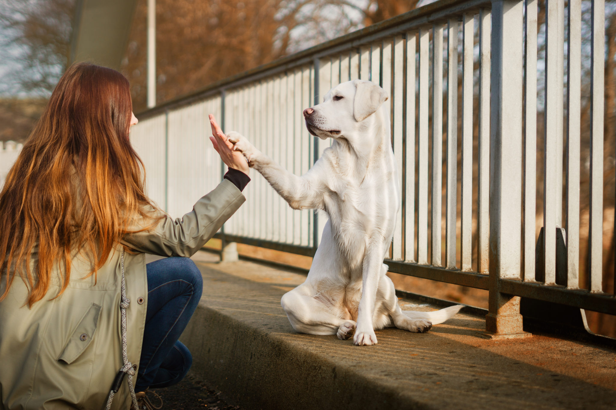 Come Abituare Il Cane A Stare Da Solo Nel Recinto