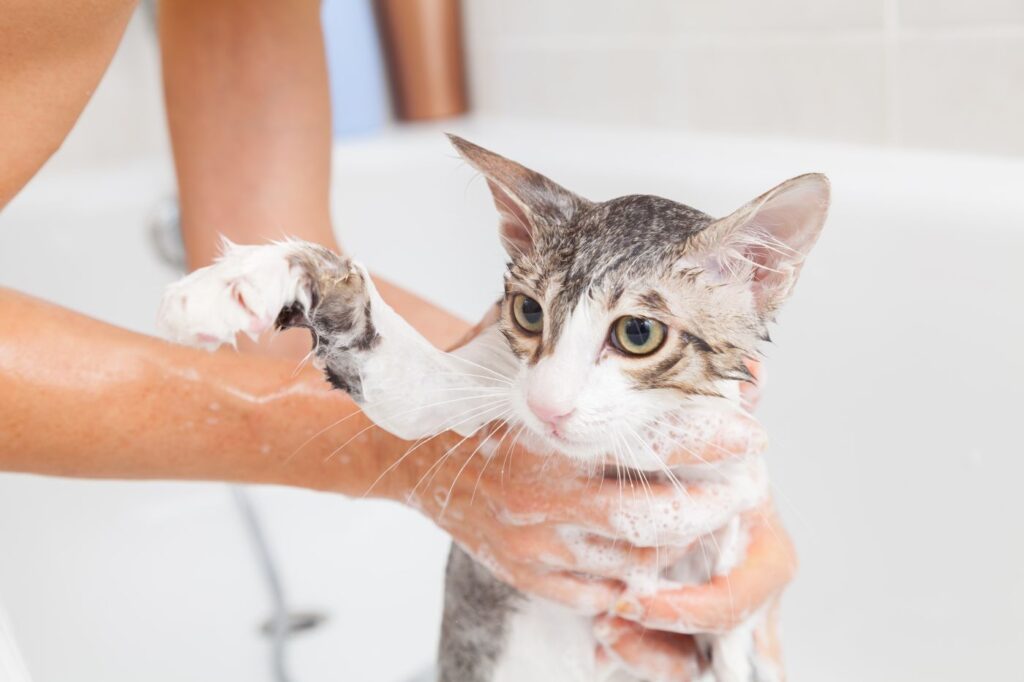 gatto insaponato nella vasca da bagno