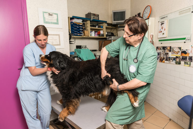 la displasia dell’anca nel cane la displasia dell’anca nel cane