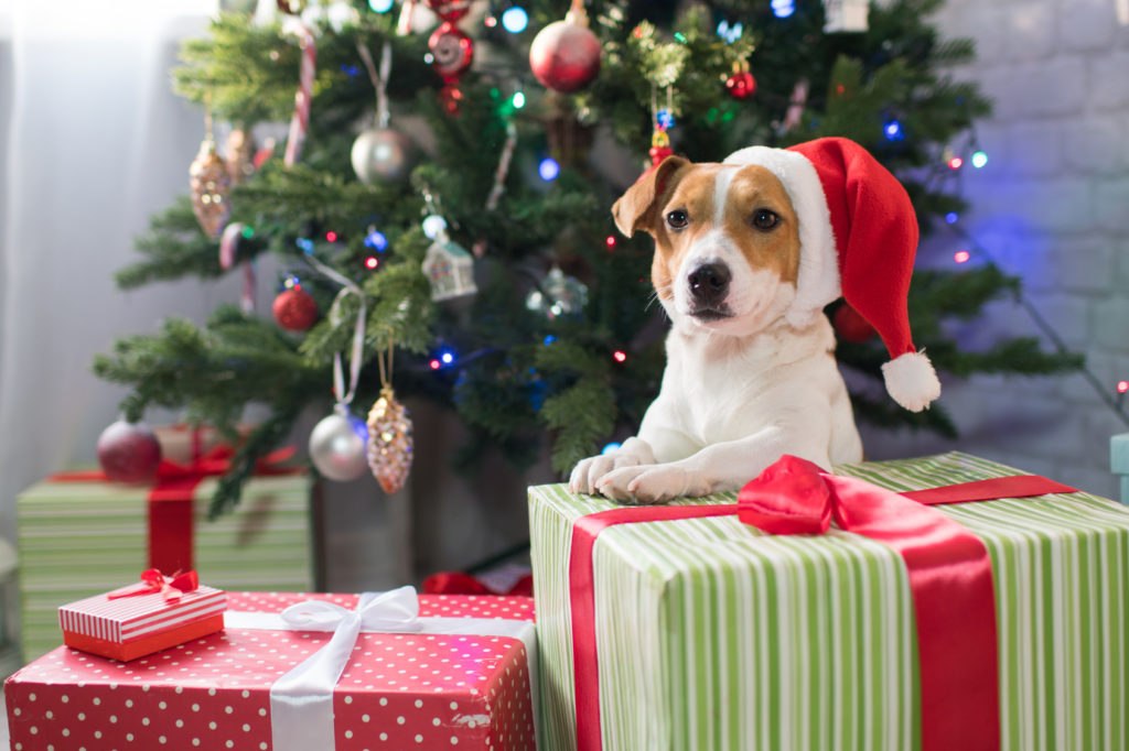 Natale al sicuro con il cane