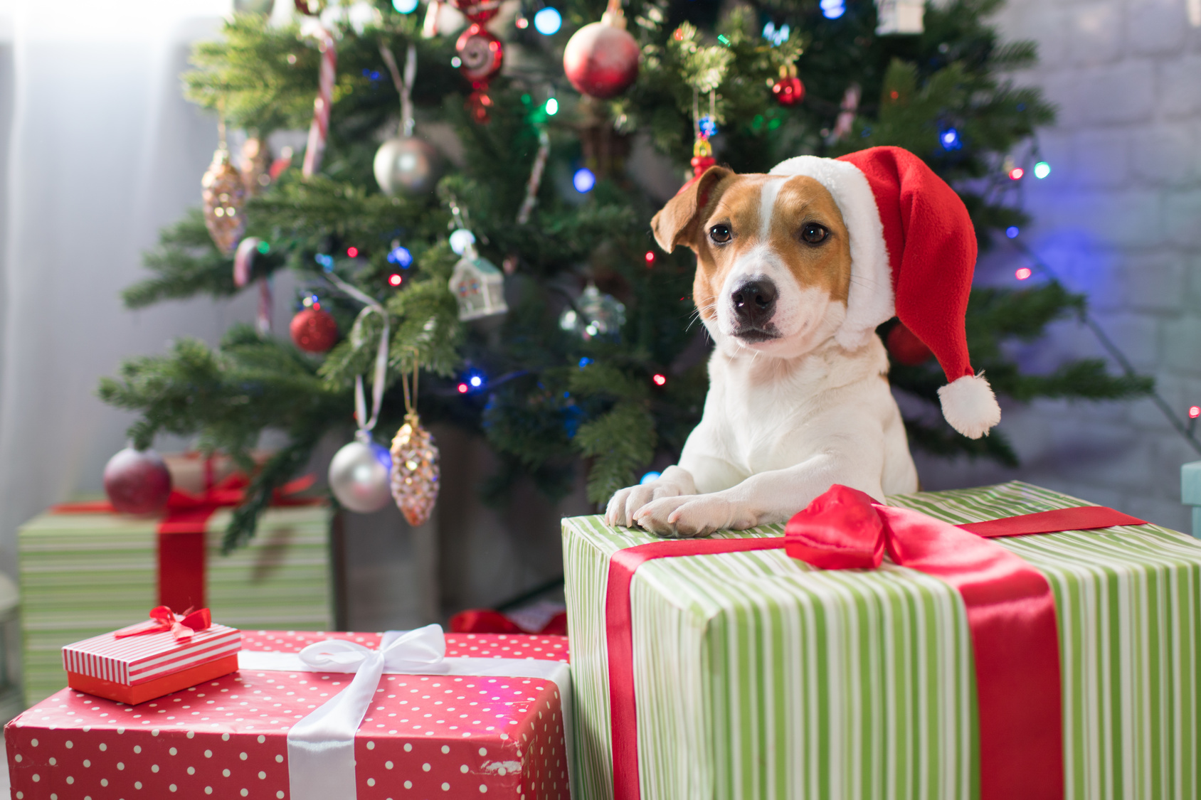 Natale al sicuro con il cane