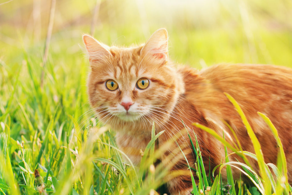 Segnali che dimostrano che il gatto è felice