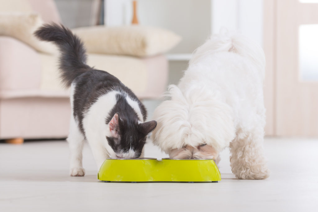 Il gatto può mangiare il cibo per cani?