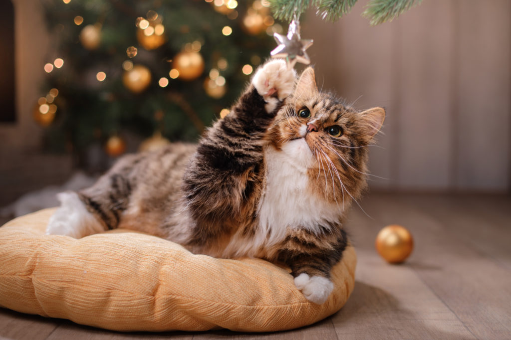 Mentre dorme il gatto sistema le luci di natale a suo piacimento